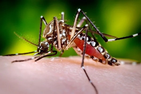 Casos de chikungunya disparam na Bahia e crescem quase 287% em 2026