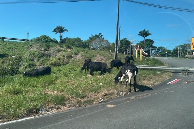 Dono de gado é conduzido à delegacia após animais serem encontrados soltos às margens de rodovia em Itabuna